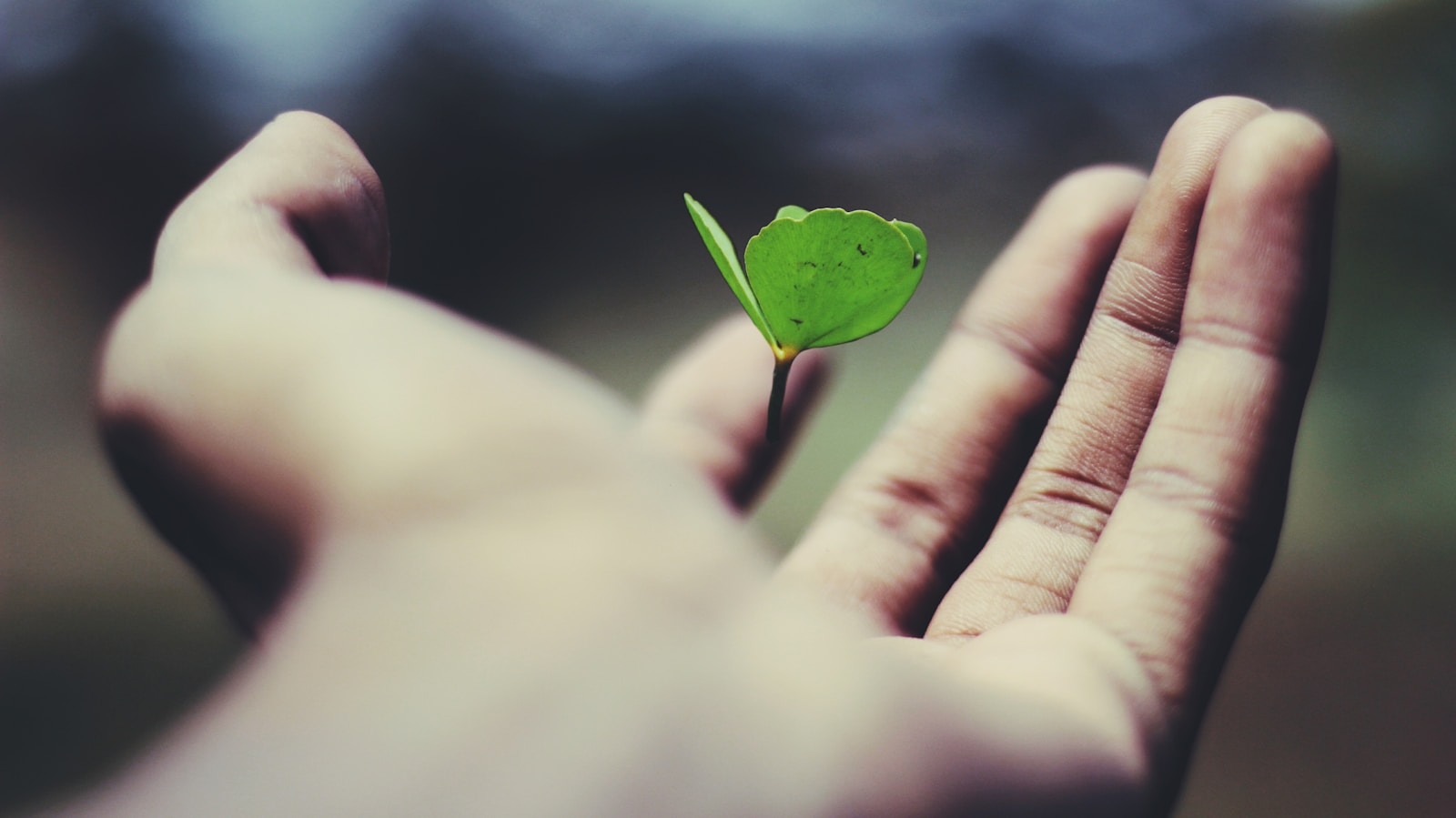 Sustainable Growth: Balancing Scalability and Resource Management in Digital Business